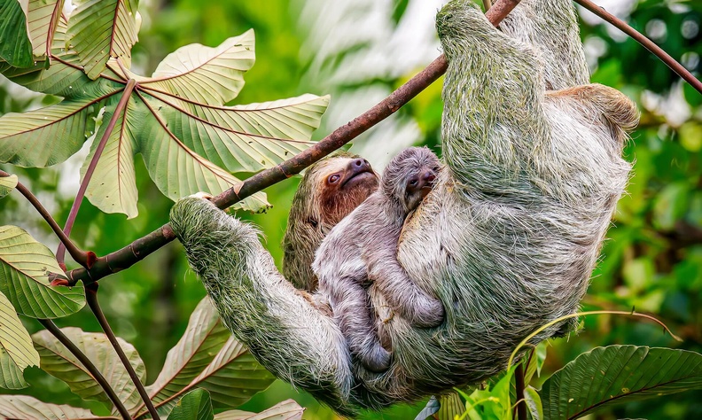 Baby Sloth sleeps on its mother in Sarapiquí, Costa Rica